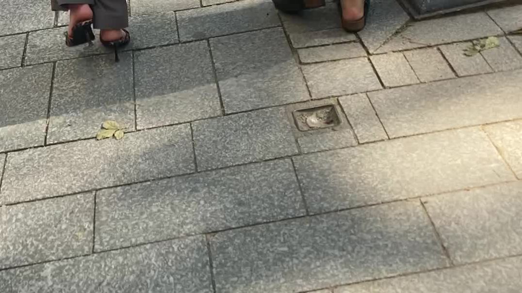 Black mules